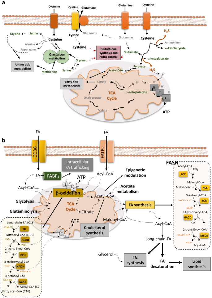 glutathione connection to nad The acute effect of different NAD+ precursors included in the combined metabolic activators Can Glutathione and NAD+ Be