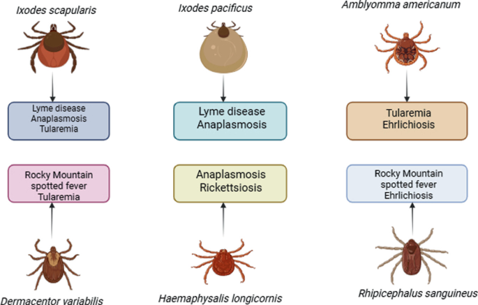 Impact of Climate Change on Tick-Borne Bacterial Diseases | Springer ...