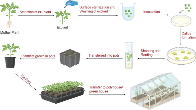 Propagation and Production of Brassica | Springer Nature Link