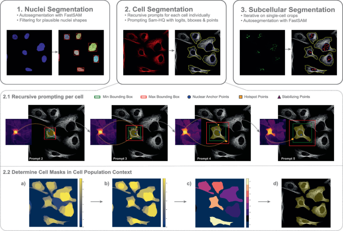SubCellSAM: Zero-Shot (Sub-)Cellular Segmentation for Hit Validation in ...