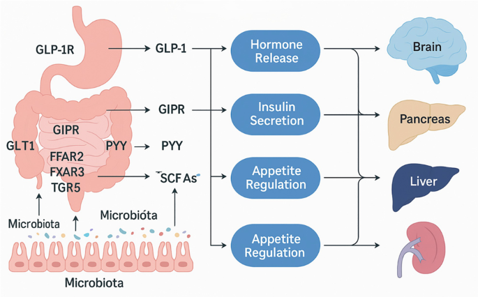 GI Tract and Diabetes: Receptor-Based in Silico Screening and Clinical  Studies | Springer Nature Link