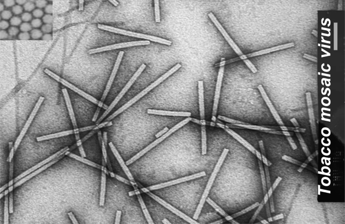 Plant Viruses