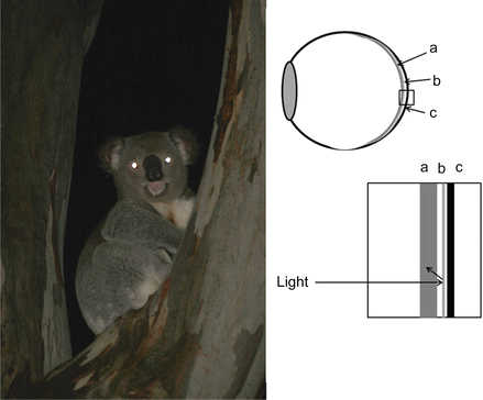 Impact of Lighting on Flora and Fauna | SpringerLink