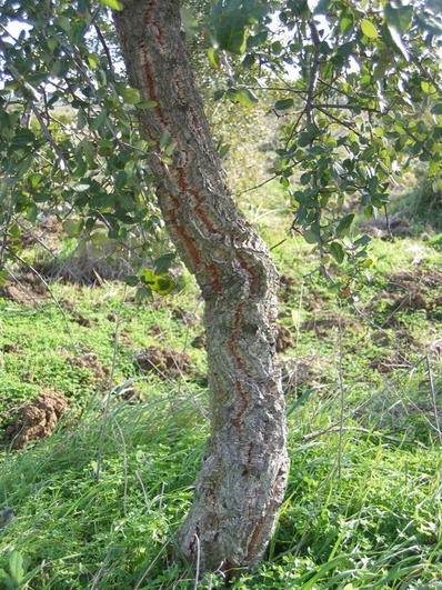 Quercus suber Distribution Revisited | SpringerLink