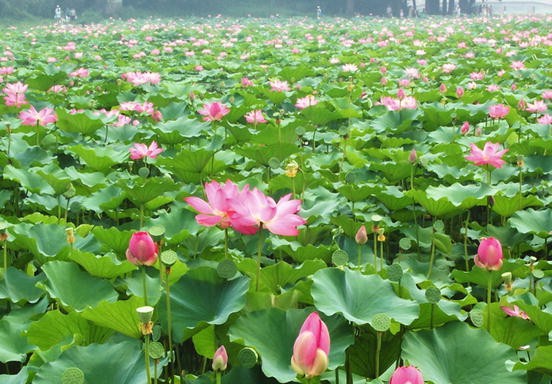 Self-Cleaning Materials: Lotus Leaf-Inspired Nanotechnology