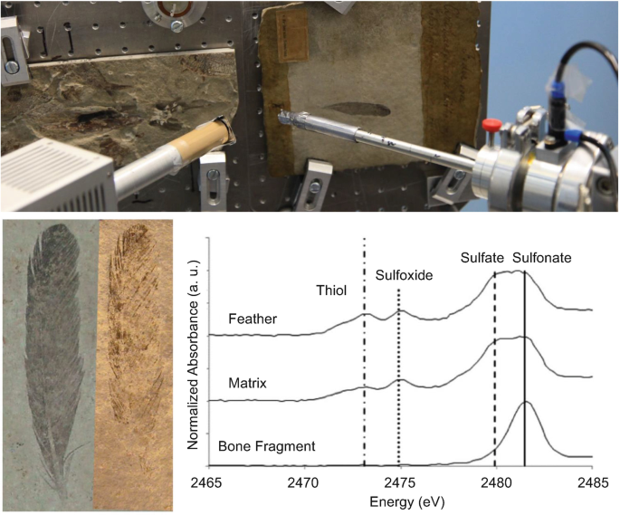 Chemical Mapping of Ancient Artifacts and Fossils with X-Ray Spectroscopy |  SpringerLink