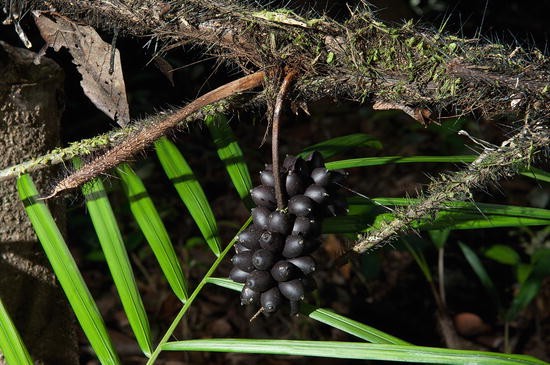 TÌNH YÊU CÂY CỎ ĐV 10  - Page 89 322676_1_En_23_Fig2_HTML