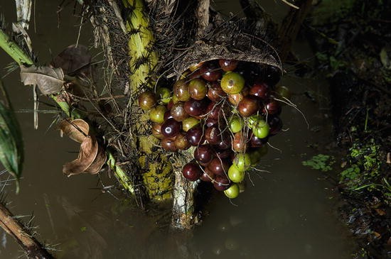 TÌNH YÊU CÂY CỎ ĐV 10  - Page 93 322676_1_En_29_Fig3_HTML