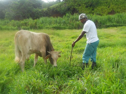 Agroecology And Grassland Intensification In The Caribbean Springerlink