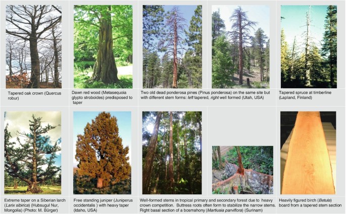 Wood Characteristics Inherent in a Tree's Natural Growth | SpringerLink
