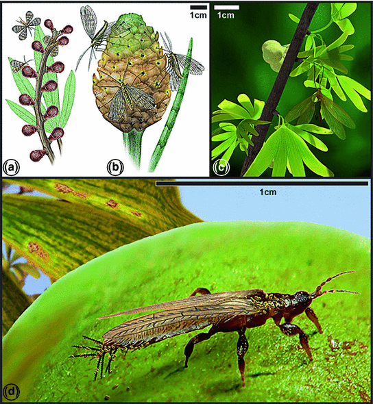 High niche diversity in Mesozoic pollinating lacewings