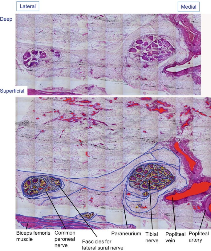 figure 24