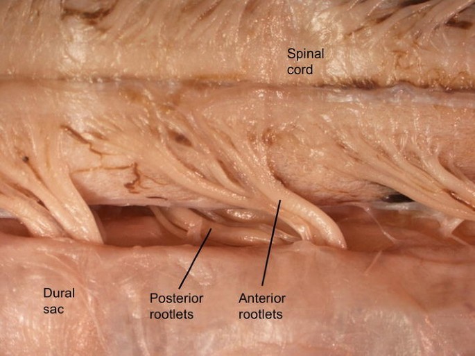 ventral rootlets