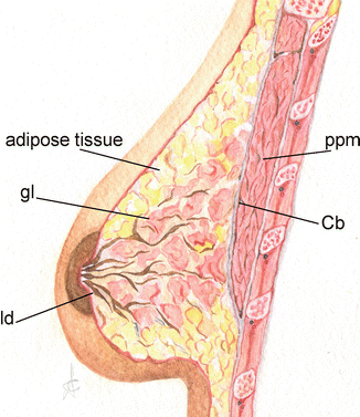 Breast  SpringerLink