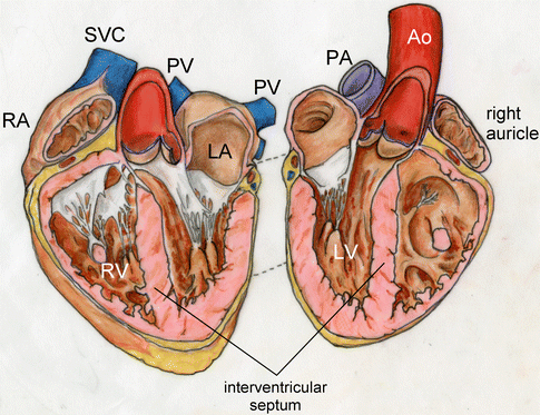 Anatomy of the lungs, mediastinum and heart at MDCT