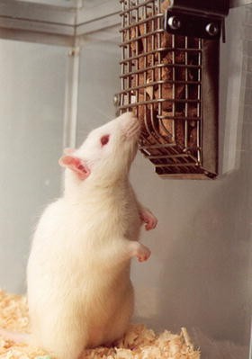 Care and Maintenance of Laboratory Animals | SpringerLink Care and Maintenance of Laboratory Animals | SpringerLink
