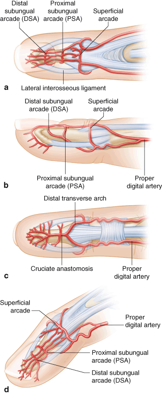 Finger reconstruction with dorsal metacarpal artery perforator flaps and  dorsal finger perforator flaps based on the dorsal bran
