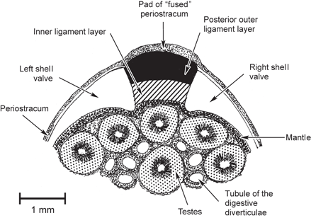 N-S cross section in the Salto do Jacuí (RS, Brazil) region