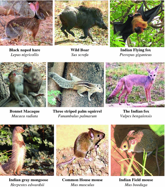 Animal Biodiversity | SpringerLink
