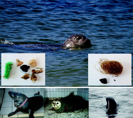 Deleterious Effects of Litter on Marine Life | SpringerLink