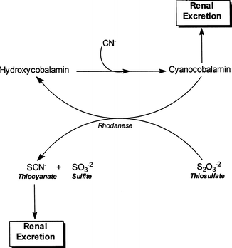 Cyanide-Binding Antidotes: Dicobalt Edetate and Hydroxycobalamin