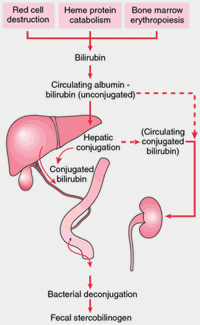 Bilirubin Metabolism, Unconjugated Hyperbilirubinemia, and Physiologic  Neonatal Jaundice | SpringerLink