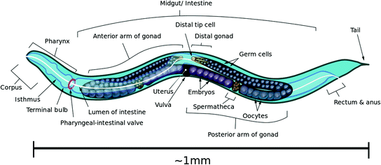 Protogenes - Wikipedia