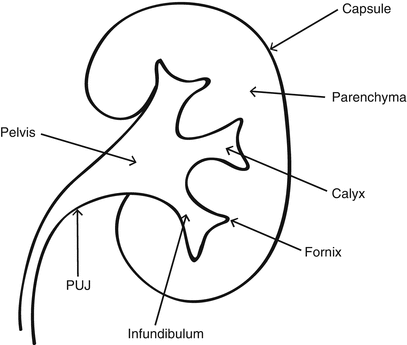 Applied Anatomy for Percutaneous Access | SpringerLink