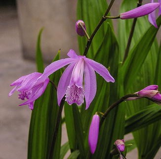 Bletilla 110