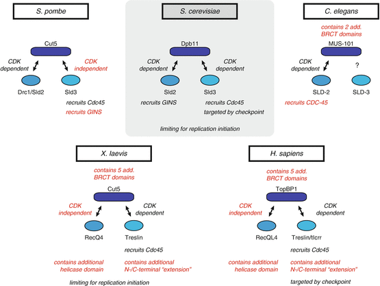 Roles of Sld2, Sld3, and Dpb11 in Replication Initiation