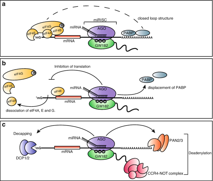 Mechanisms of Post-transcriptional Gene Regulation