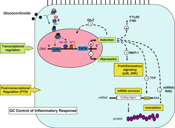 Post-transcriptional Regulation of Glucocorticoid Function | SpringerLink
