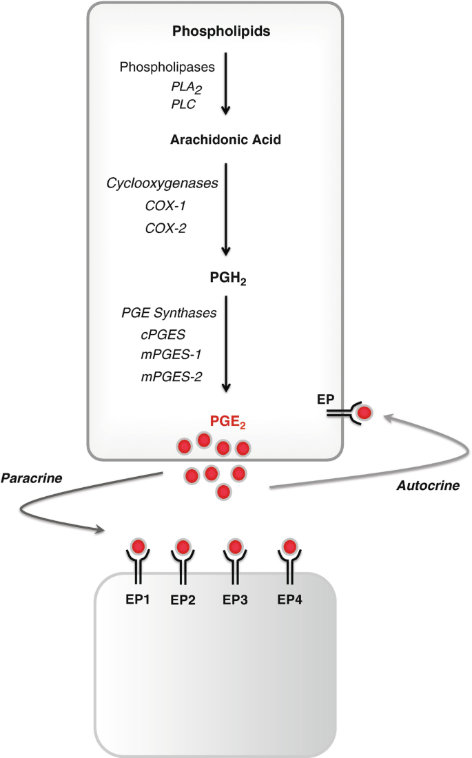Post-transcriptional Regulation of Prostaglandin Biosynthesis SpringerLink