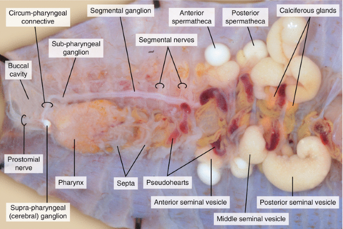 lumbricus terrestris anatomy