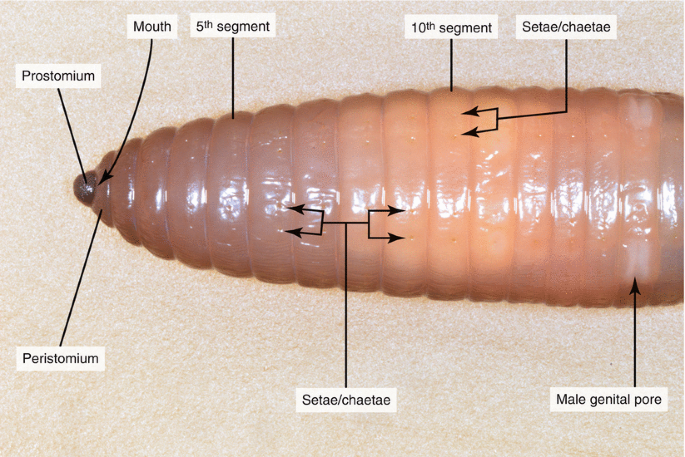 Dissection of the Earthworm (Lumbricus terrestris)