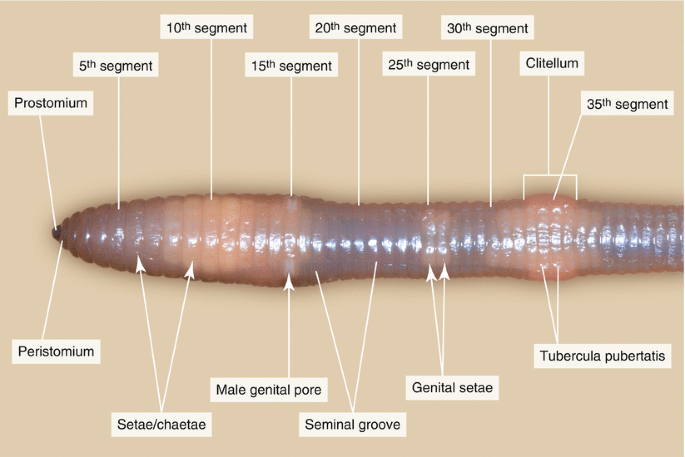 Dissection of the Earthworm (Lumbricus terrestris)