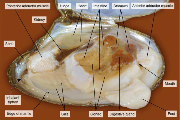 Dissection of a Freshwater Mussel (Anodonta anatina) | SpringerLink