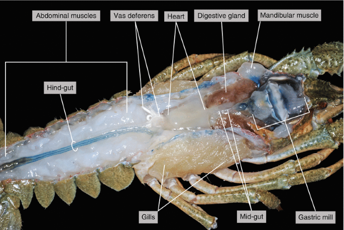 У раков есть мозги. Креветка строение тела пищеварительная система. Строение пищеварительной системы креветки. Строение креветки кишечник. Строение королевской креветки внутреннее.