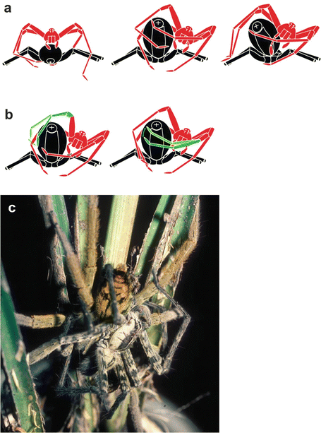 Proprioreceptive hair sensilla of C. salei at the tibia-metatarsus