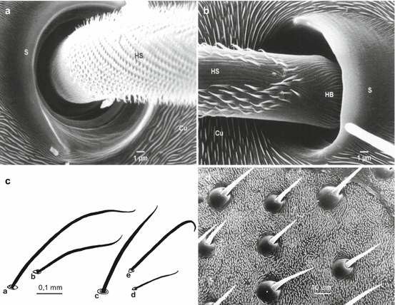 Proprioreceptive hair sensilla of C. salei at the tibia-metatarsus