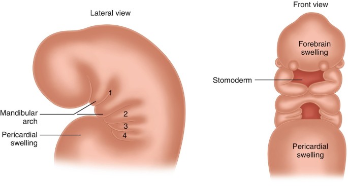 Embryology of the Branchial Arches | SpringerLink