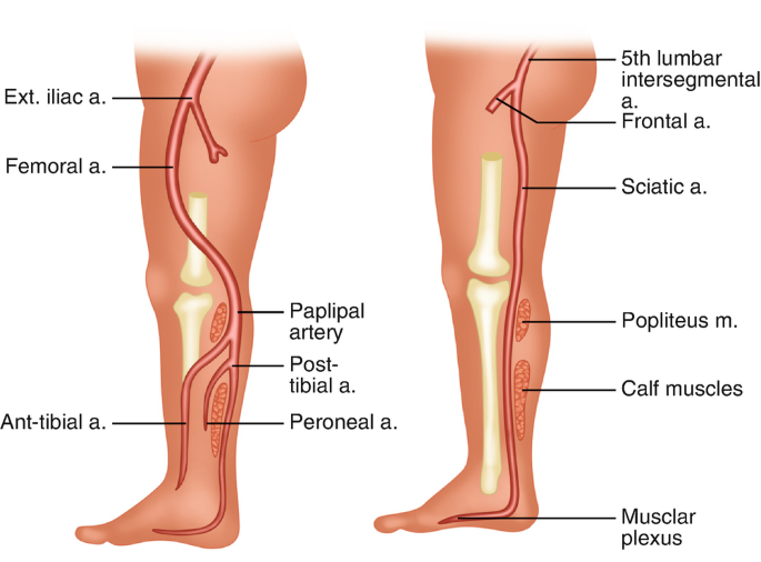 Embryology of the Great Vessels | SpringerLink
