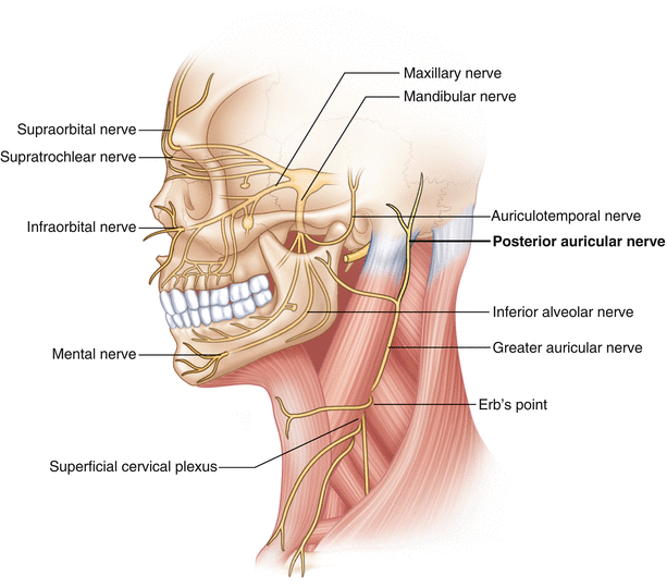 Great Auricular/Posterior Auricular Nerve Entrapment | SpringerLink