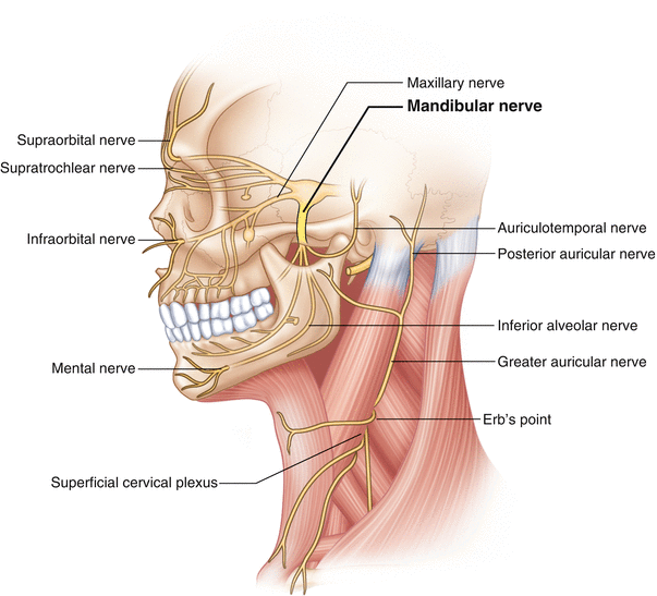 Functional anatomy of the mandibular nerve: Consequences of nerve injury  and entrapment - Piagkou - 2011 - Clinical Anatomy - Wiley Online Library