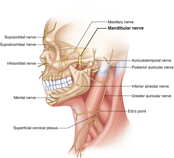 Mandibular Nerve  Complete Anatomy