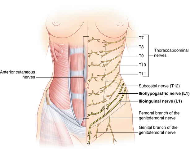 Intercostal Nerve Entrapment: Chest Wall | SpringerLink