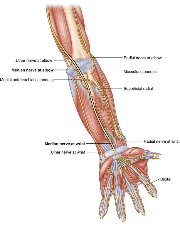 Orthobullets - This illustration shows the common potential sites of ulnar  nerve entrapment around the elbow.