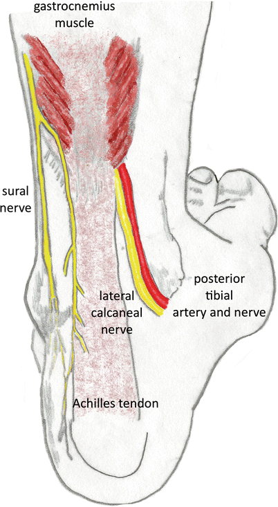 What Is Your Sural Nerve?