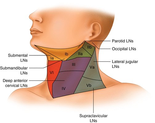 supraclavicular lymph nodes diagram