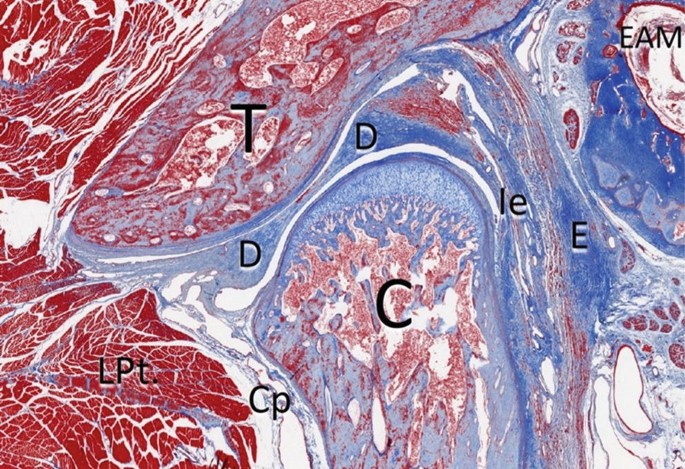 figure 25